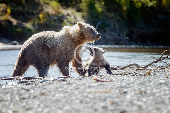 Grizzly Bear at Alaska and one cub
