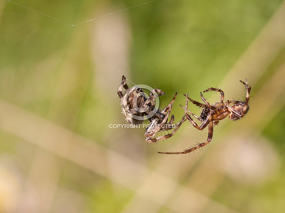 Orb weaver male and female. Spiders