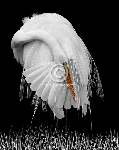 Great White Egret--White On Black