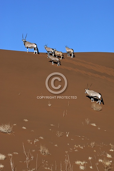 Gemsbok antelope (Oryx) - Namibia