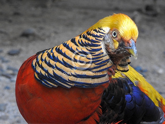 Male Golden Pheasant