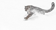 Snow Leopard-Snow Leopard Snowplow