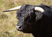 Black Highland Cow