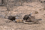 Hooded Vultures on an Impala Kill
