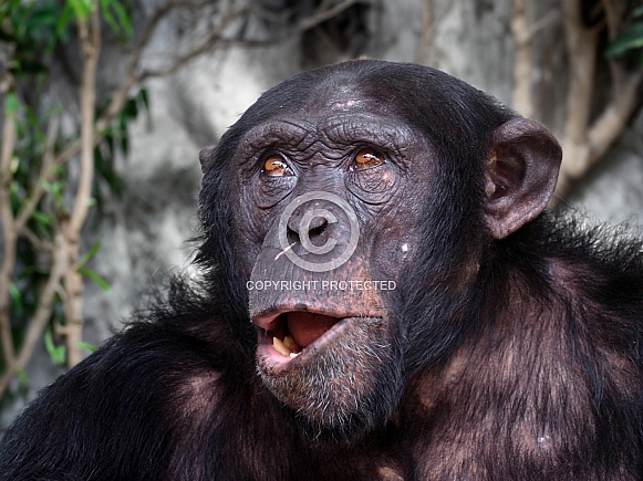 Chimpanzee (Pan Troglodytes)