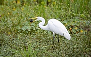 Great egret trying to eat a turtle