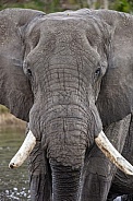 African Bull Elephant - Botswana