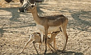 Indian Gazelle (Chunkara)