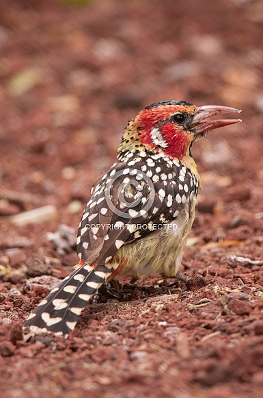 Red-and-Yellow Barbet