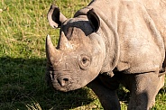 Black Rhino Close Up