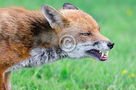 Mean Fox