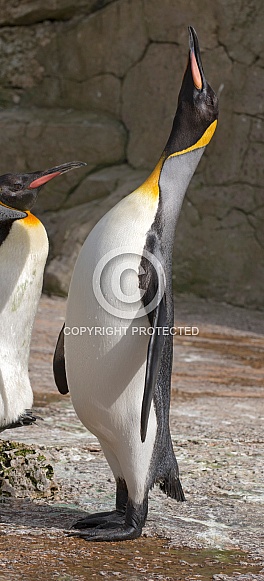 King Emperor Penguin