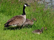 Canada Goose & Juvenile Goslings