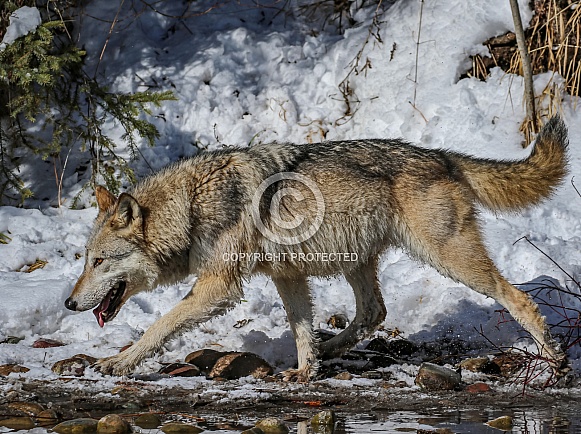 Tundra Wolf at pond
