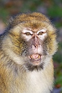 Barbary monkey