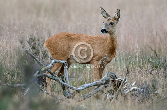 The European roe deer