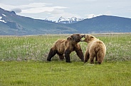 Alaska Peninsula Brown Bear Courtship