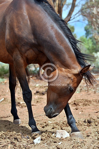 Bay Mare with Leg Stretched