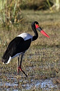Saddlebilled Stork (Ephippiorhynchus senegalensis)