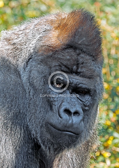 Western Lowland Gorilla Silverback (Gorilla Gorilla Gorilla)