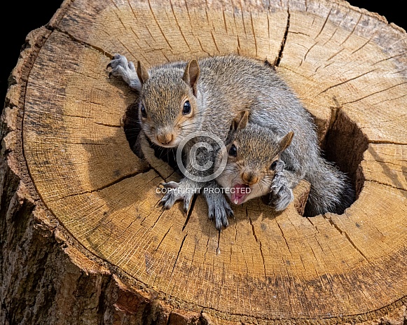 Baby Grey Squirrels