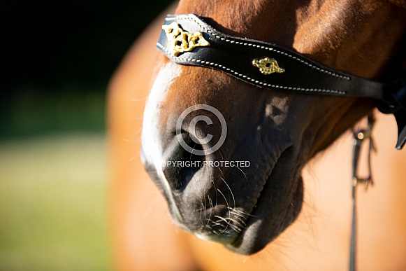 Horses Muzzle Close Up