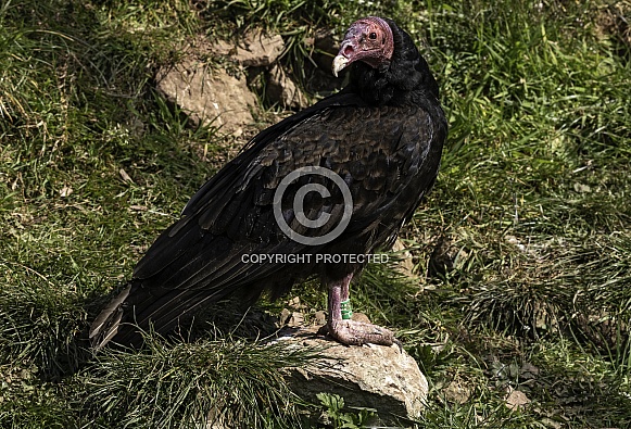 Turkey Vulture Full Body Standing