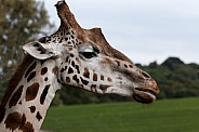 Giraffe Close up, sky background