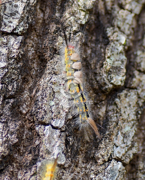 Fir tussock moth (Orgyia detrita) caterpillar (light form) On live oak bark (quercus virginiana)