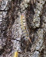 Fir tussock moth (Orgyia detrita) caterpillar (light form) On live oak bark (quercus virginiana)