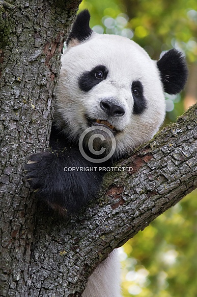 Giant Panda in tree
