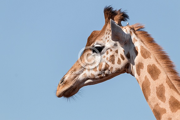 Kordofan Giraffe Side Profile