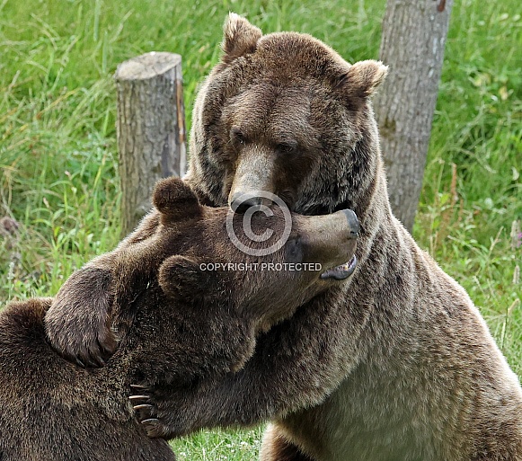 two brown Bears