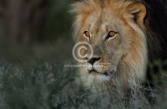 Male Lion in grass