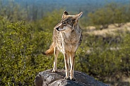 Coyote on Rock in the Southwestern USA