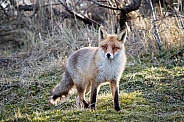Red fox in the dunes