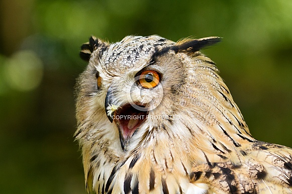 Owl with open beak