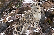 Snow Leopard Looking Over Shoulder On Snowy Rocks