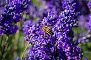 Common Carder bee on a lavender flower