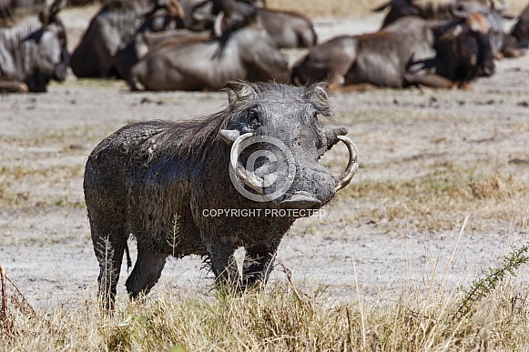Warthog with large tusks - Botswana