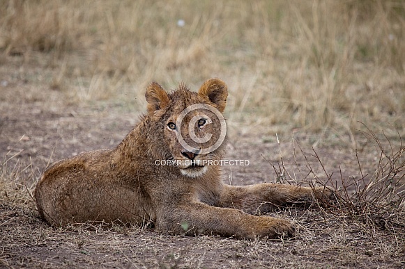 Young Lion (wild)
