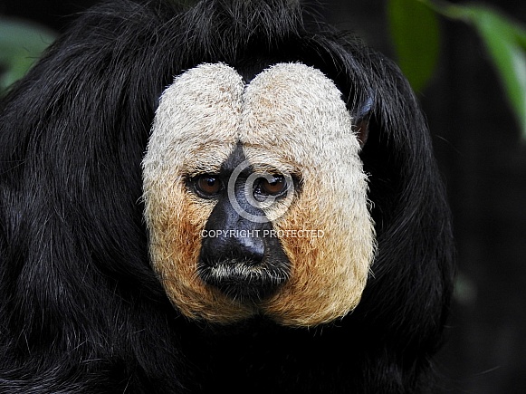 White-faced Saki Monkey Portrait