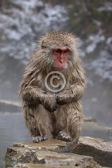 Snow monkey (Japanese Macaque)