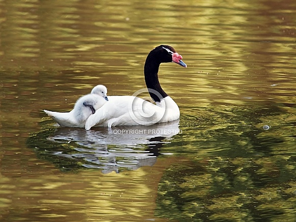 Black Necked Swan (Cygnus melancoryphus)