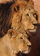 asiatic Lion Family