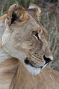 Lioness (Panthera leo) Botswana