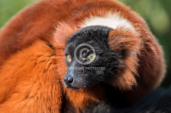 Red lemur (Varecia rubra)
