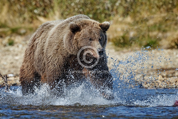 Grizzly Bear at Alaska and red salmon