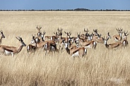Springbok Antelopes - Namibia