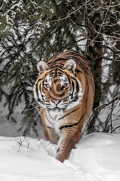 Siberian Tiger-Approaching Tiger